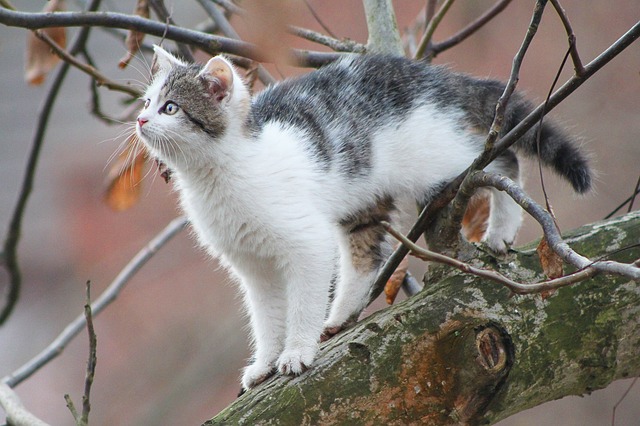 chat-arbre