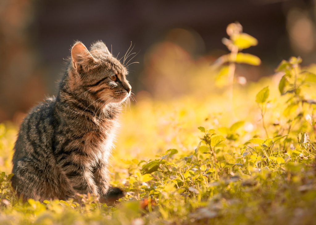 Chaton tigré dans un pré