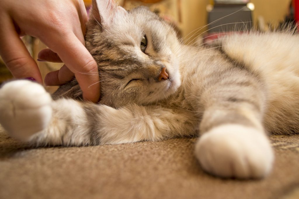 Un chat qui se fait caresser par un homme