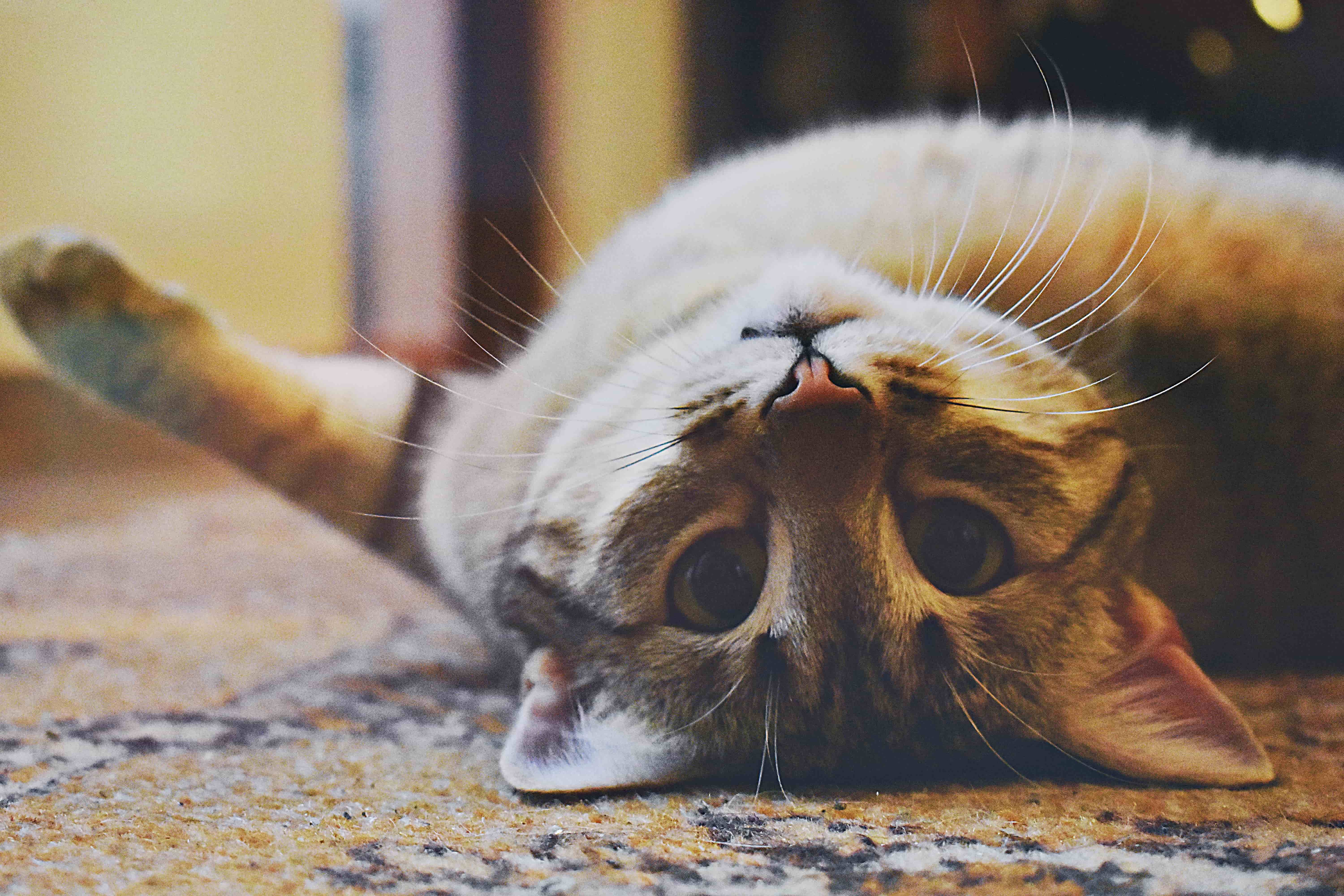 Chat tigré couché sur un tapis