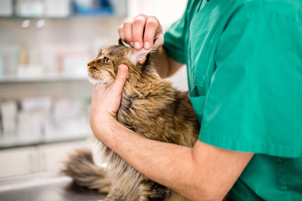 Vétérinaire qui ausculte un chat qui a des vers